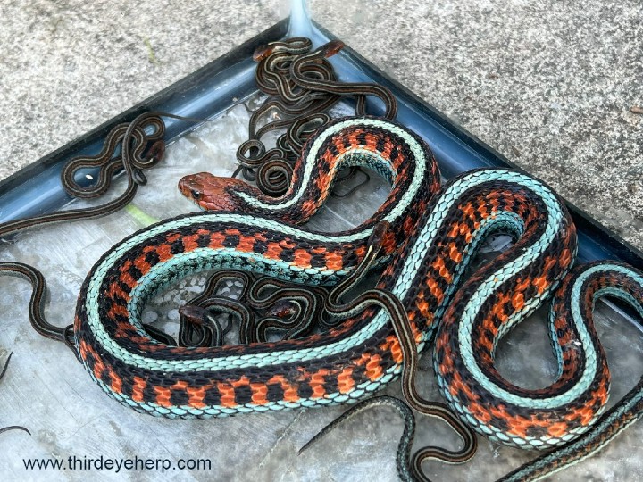 California Red-sided Garter Snake